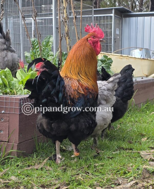 Copper Marans Fertile egg (each) - Image 4