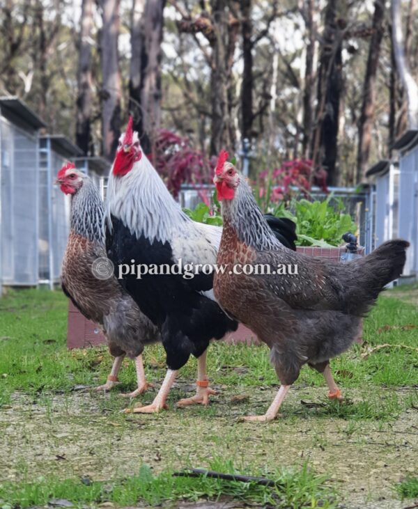 Silver Duckwing Welsummer Fertile Egg (each)