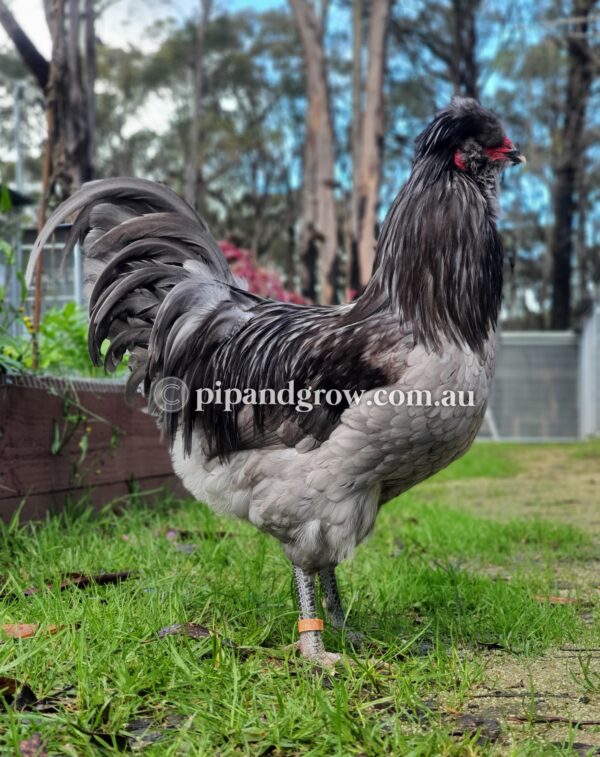 Araucana Fertile egg (each) - Image 17