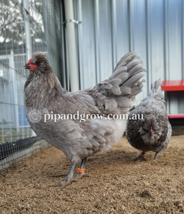 Araucana Fertile egg (each) - Image 8