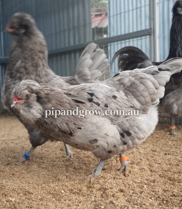 Araucana Fertile egg (each) - Image 5