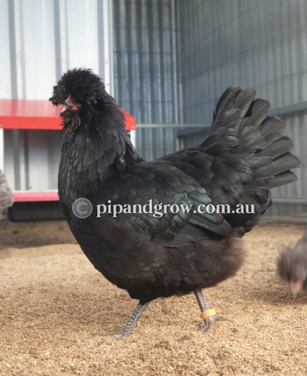 Araucana Fertile egg (each) - Image 7