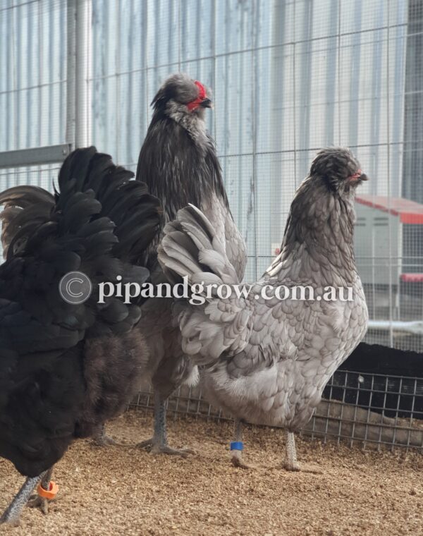 Araucana Fertile egg (each) - Image 14