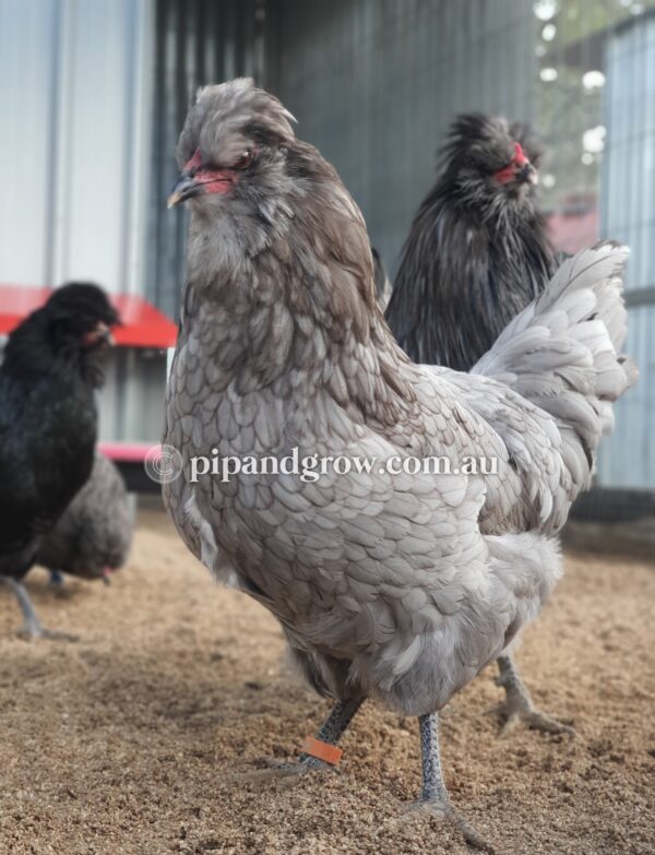 Araucana Fertile egg (each) - Image 16