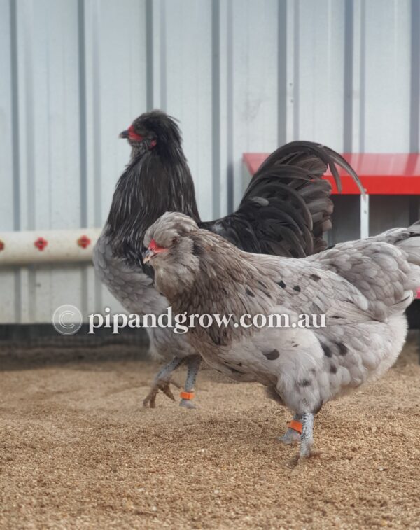 Araucana Fertile egg (each) - Image 13