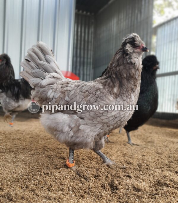 Araucana Fertile egg (each) - Image 12