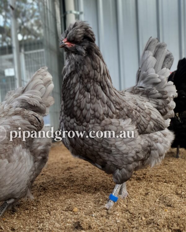 Araucana Fertile egg (each) - Image 11