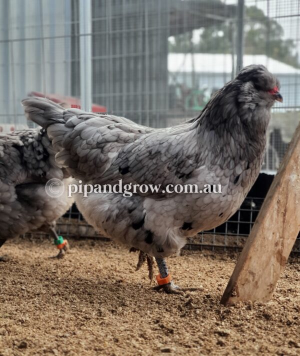 Araucana Fertile egg (each) - Image 9