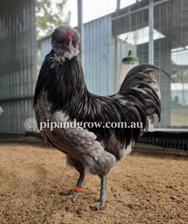 Araucana Fertile egg (each) - Image 4
