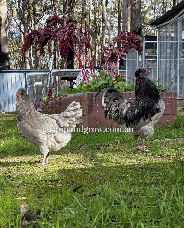 Araucana Fertile egg (each) - Image 6
