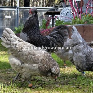 Araucana Fertile egg (each)