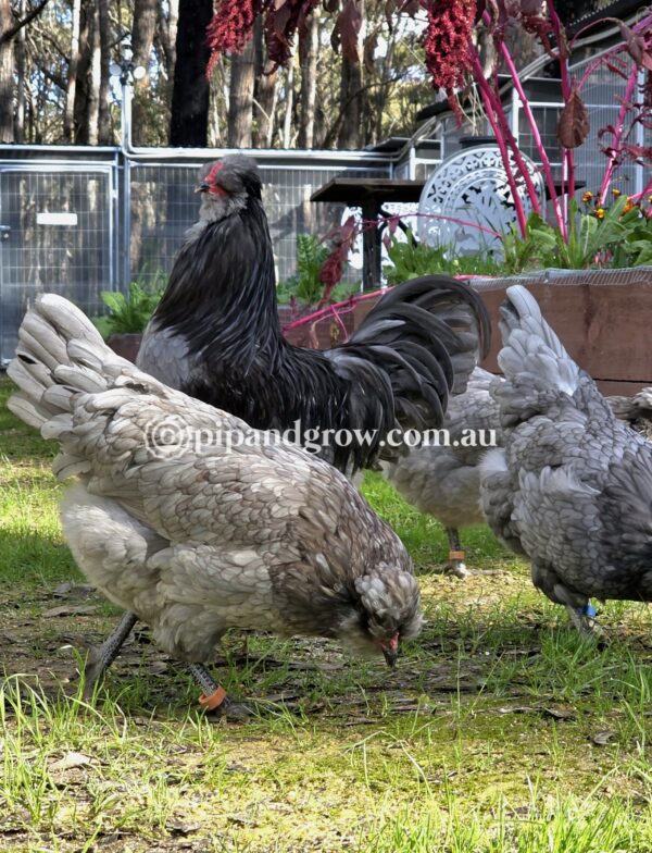 Araucana Fertile egg (each)