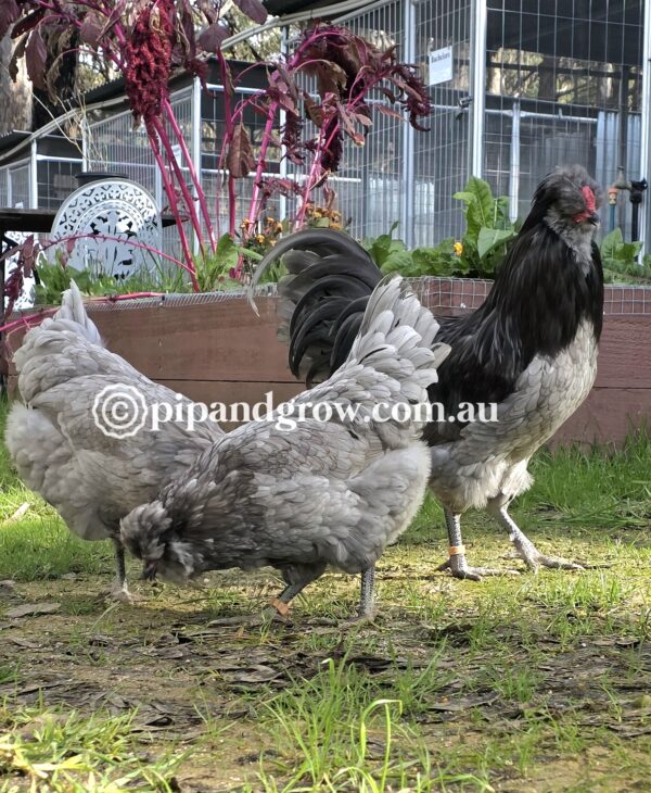 Araucana Fertile egg (each) - Image 10