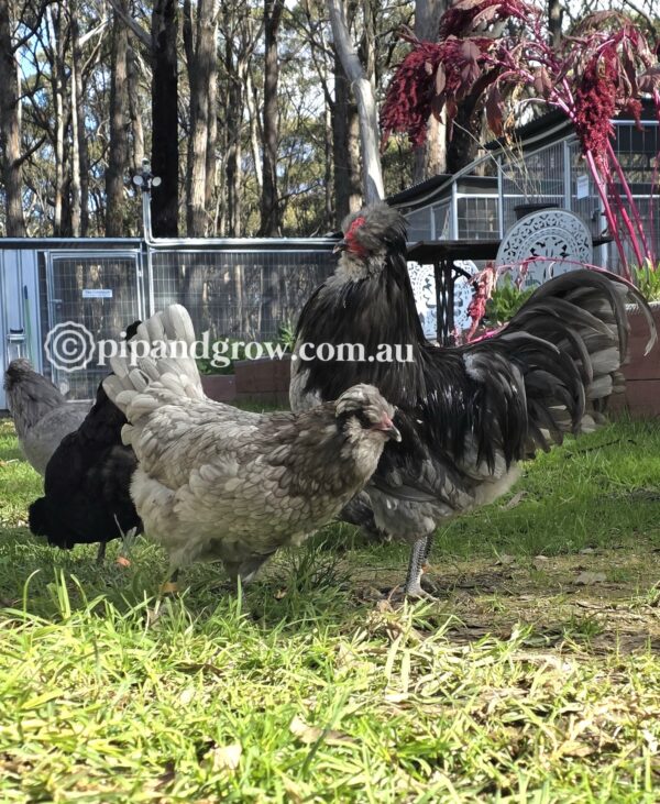 Araucana Fertile egg (each) - Image 15