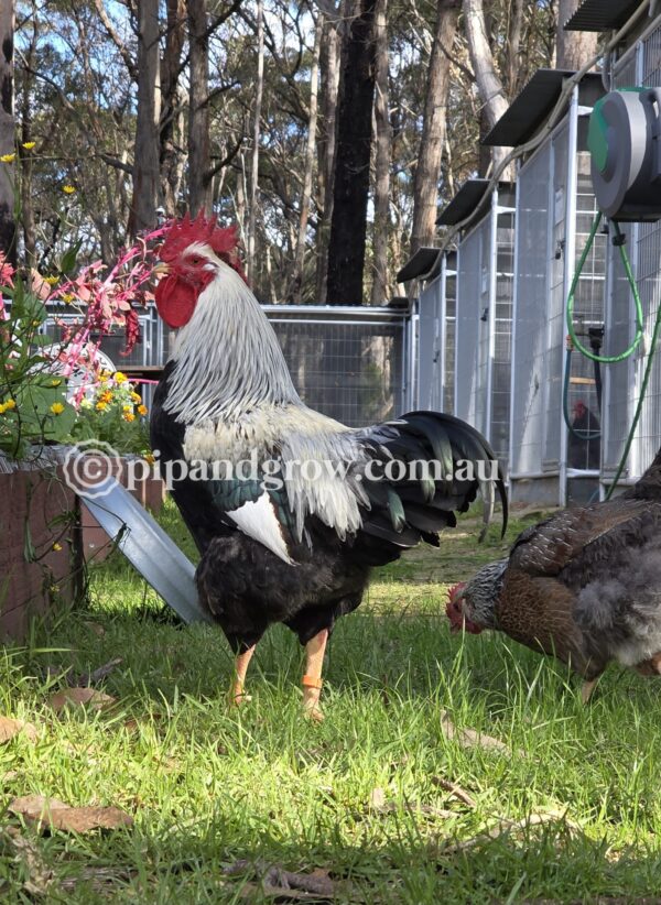 Silver Duckwing Welsummer Fertile Egg (each) - Image 6