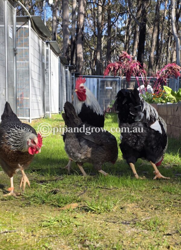 Silver Duckwing Welsummer Fertile Egg (each) - Image 19