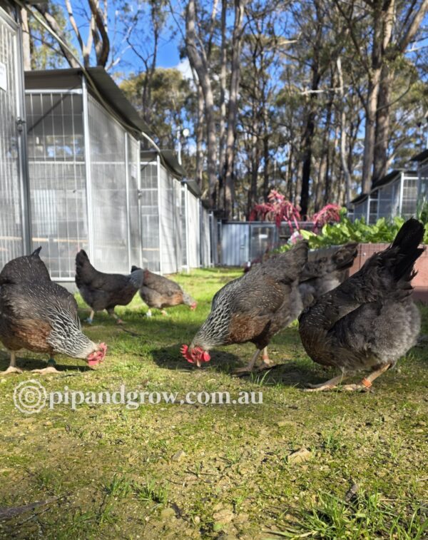 Silver Duckwing Welsummer Fertile Egg (each) - Image 10