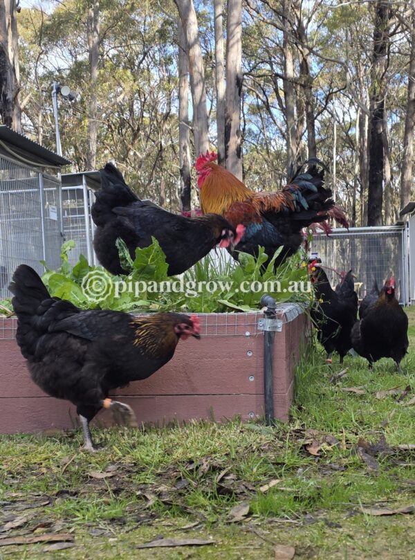 Copper Marans Fertile egg (each) - Image 5