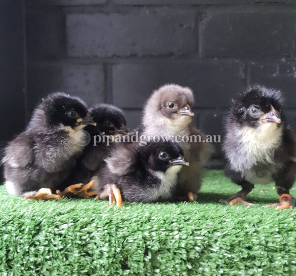 Copper Marans Fertile egg (each) - Image 3