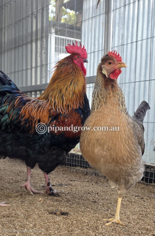 Marbar Fertile egg (each) - Image 7