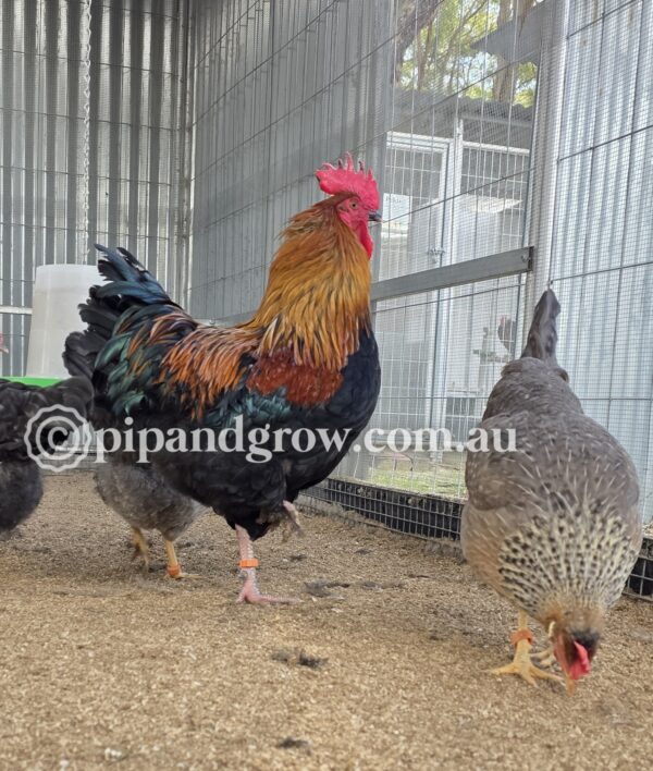 Marbar Fertile egg (each) - Image 6
