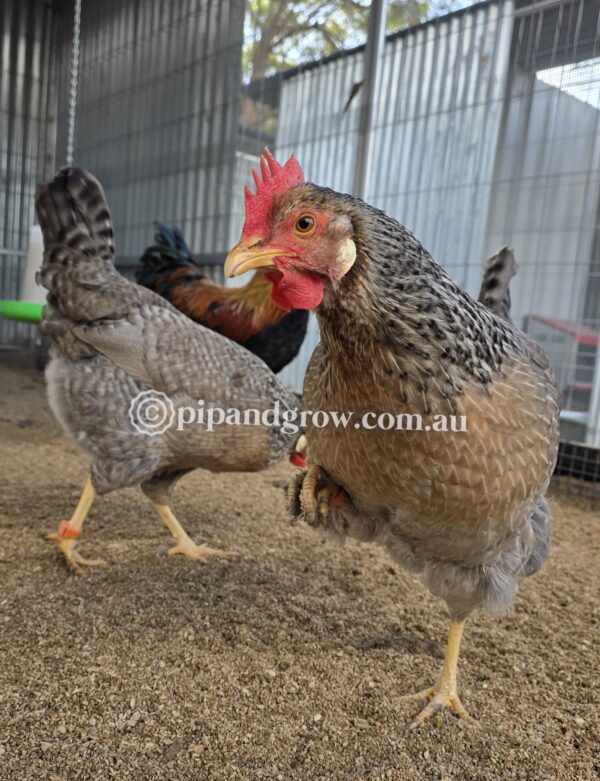 Marbar Fertile egg (each) - Image 5