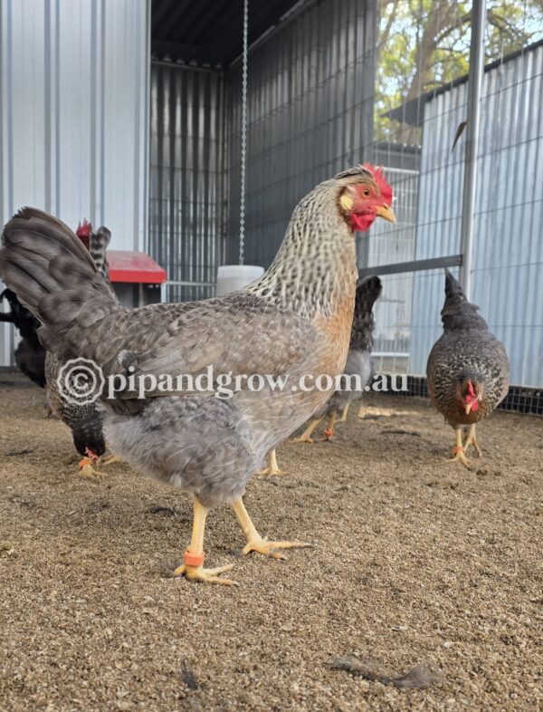 Marbar Fertile egg (each) - Image 4