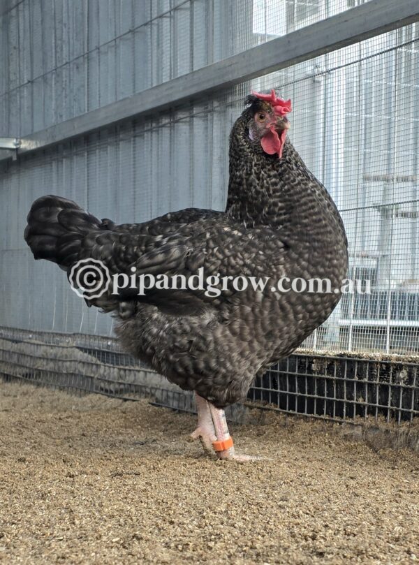Marbar Fertile egg (each) - Image 3