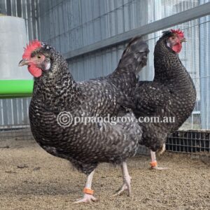 Marbar Fertile egg (each)