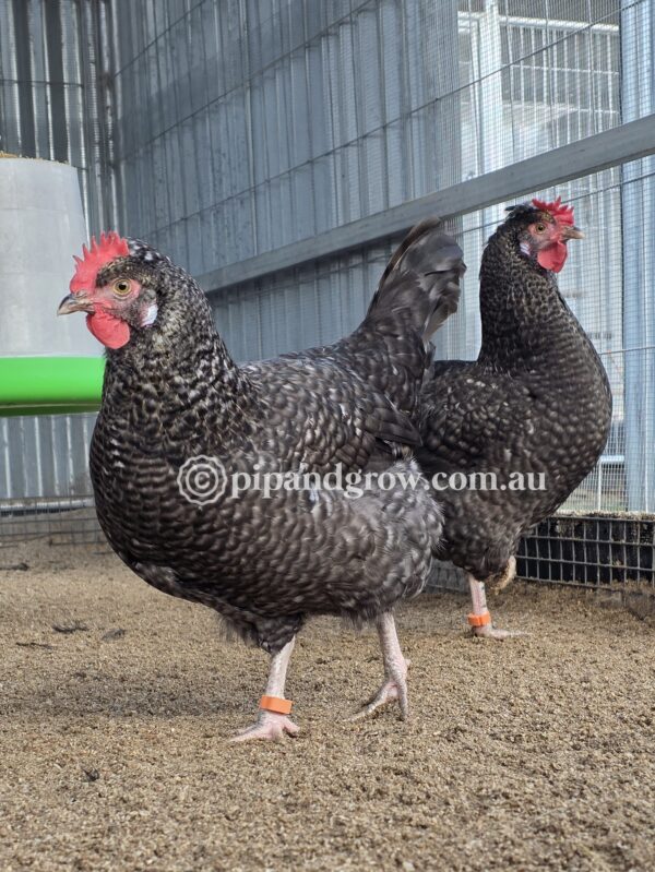 Marbar Fertile egg (each)