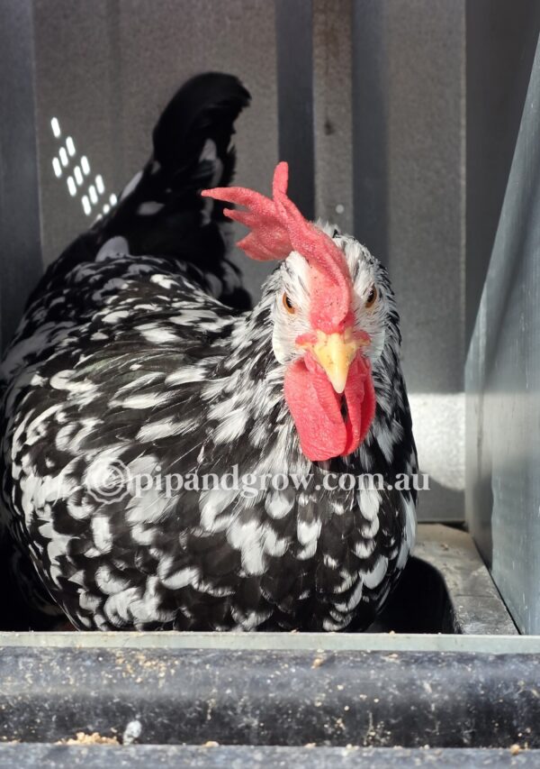 Exchequer Leghorn Fertile Egg (each) - Image 12