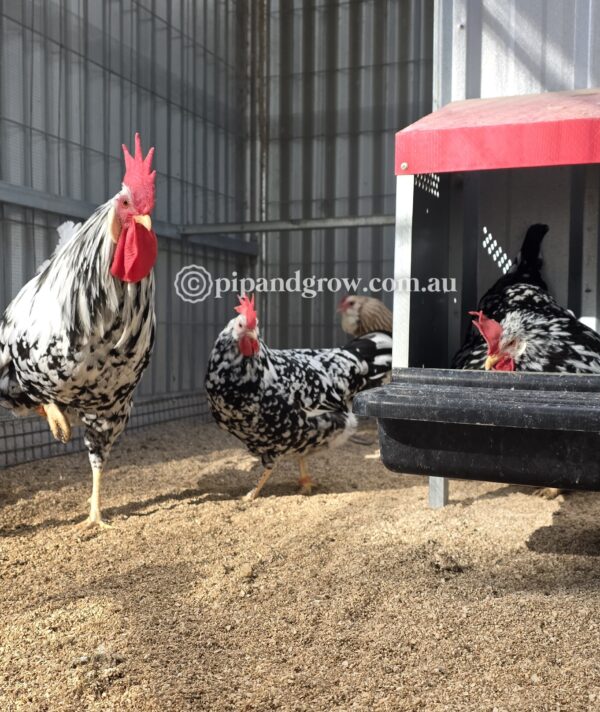 Exchequer Leghorn Fertile Egg (each) - Image 8