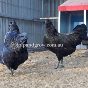 Sumatra Fertile Egg (each)