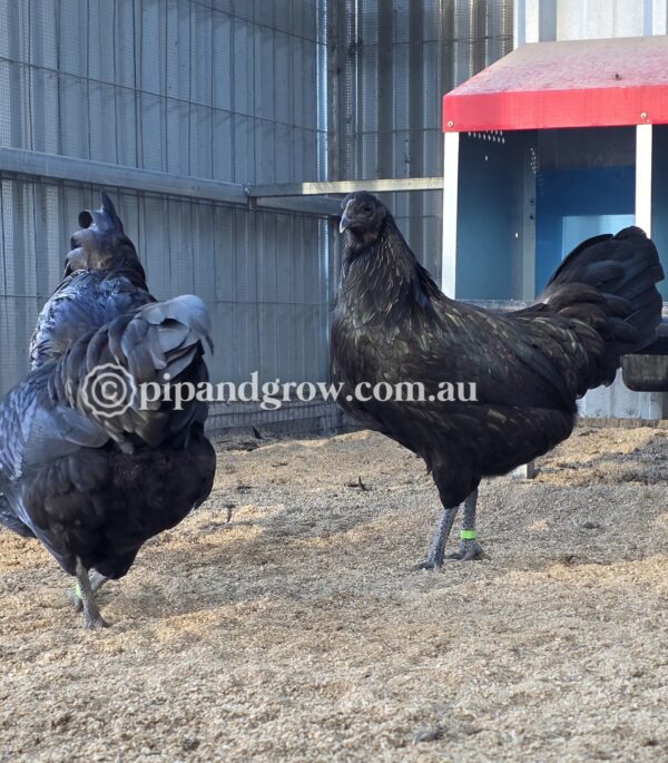 Sumatra Fertile Egg (each)