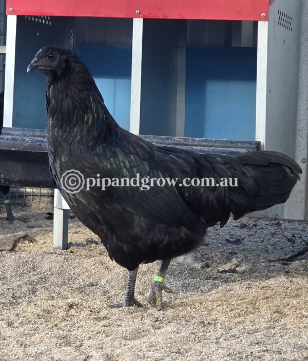 Sumatra Fertile Egg (each) - Image 7