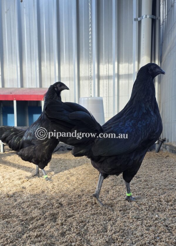 Sumatra Fertile Egg (each) - Image 4