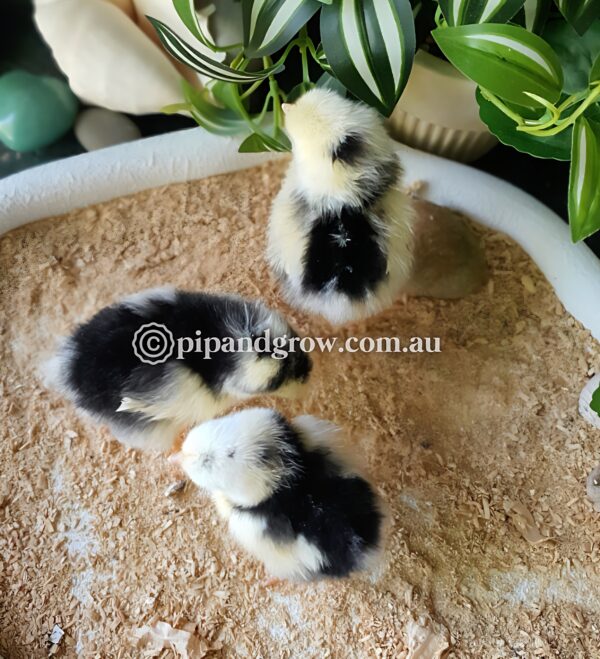 Exchequer Leghorn Fertile Egg (each) - Image 5