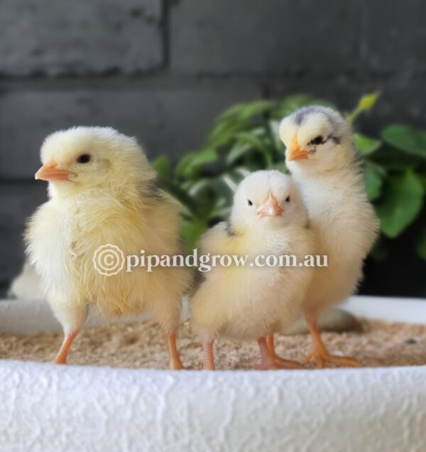 Exchequer Leghorn Fertile Egg (each) - Image 3