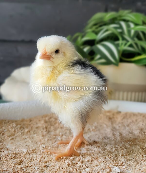 Exchequer Leghorn Fertile Egg (each) - Image 4