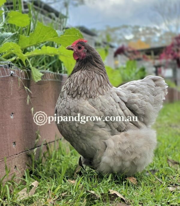 Mauve & Chocolate Bantam Orpington Fertile egg (each) - Image 8