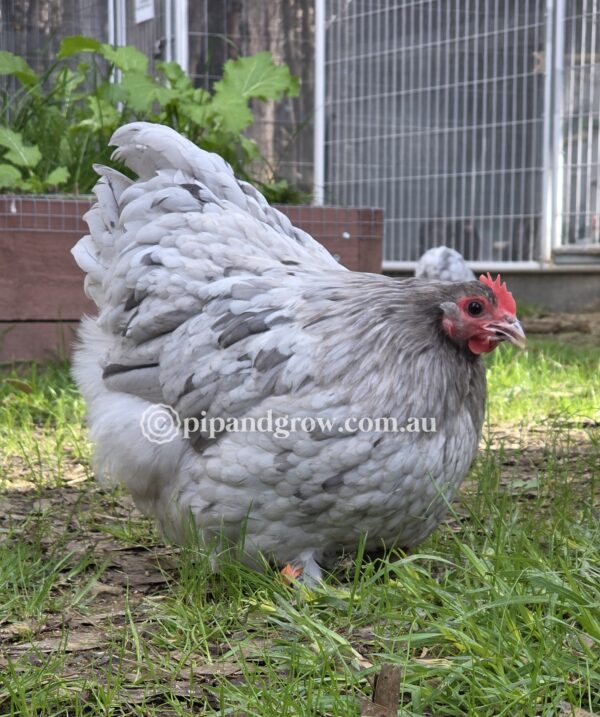 Mauve & Chocolate Bantam Orpington Fertile egg (each) - Image 11