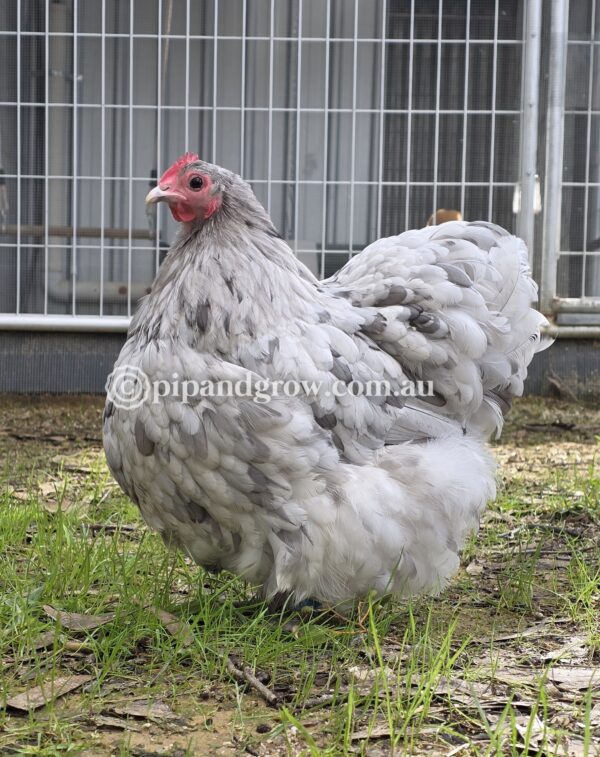Mauve & Chocolate Bantam Orpington Fertile egg (each) - Image 17