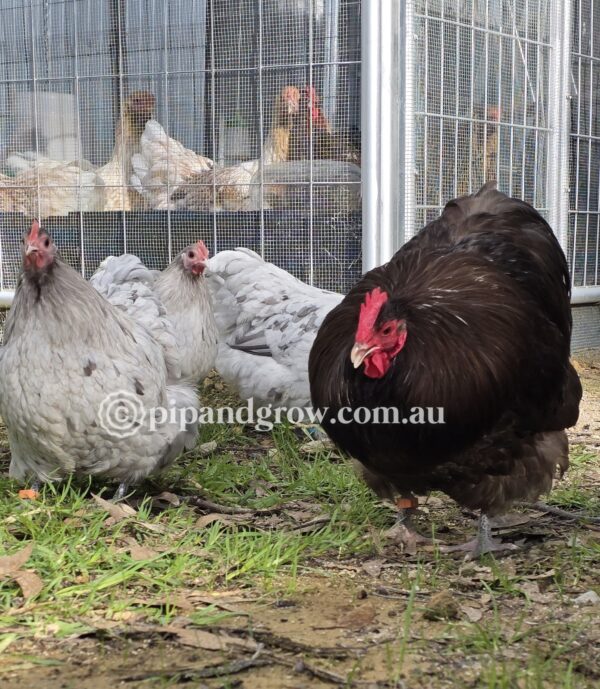 Mauve & Chocolate Bantam Orpington Fertile egg (each) - Image 9