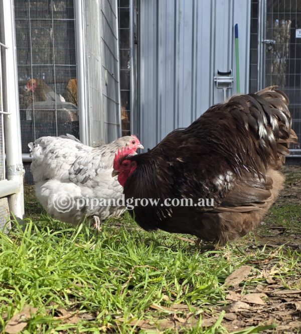 Mauve & Chocolate Bantam Orpington Fertile egg (each) - Image 16