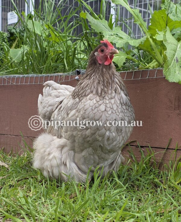 Mauve & Chocolate Bantam Orpington Fertile egg (each) - Image 5