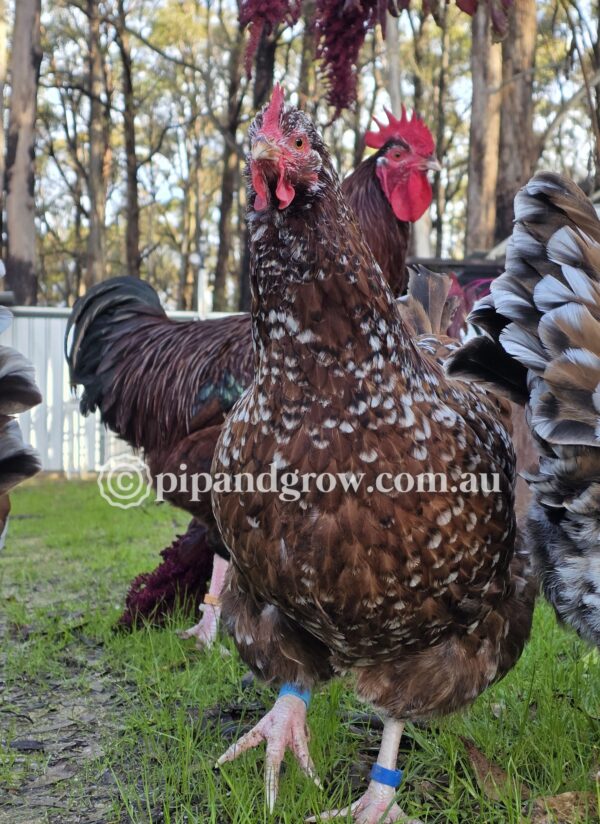 Speckled Sussex Fertile egg (each) - Image 7