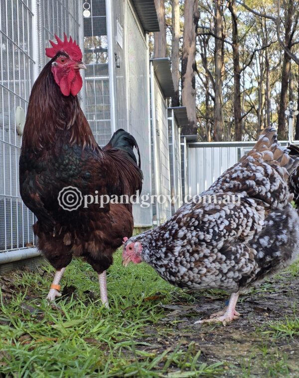Speckled Sussex Fertile egg (each) - Image 9