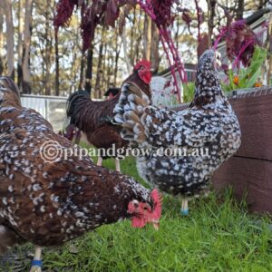 Speckled Sussex Fertile egg (each)