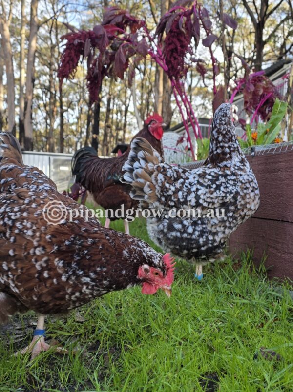 Speckled Sussex Fertile egg (each)