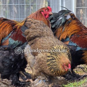 Gold & Blue Partridge Brahma Fertile Egg (each)